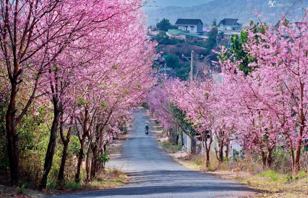 Photograph the lush allure of Buon Ma Thuot’s landscapes