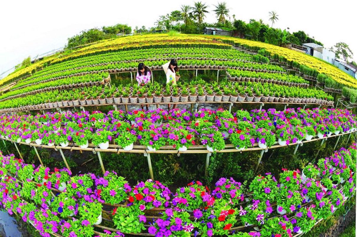 Dive into the cultural charm of Dong Thap Travel