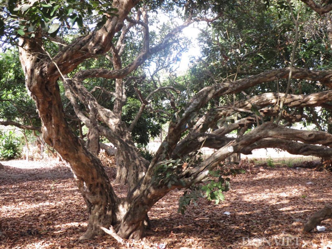 Experience Ca Mau Tours with sustainable adventures