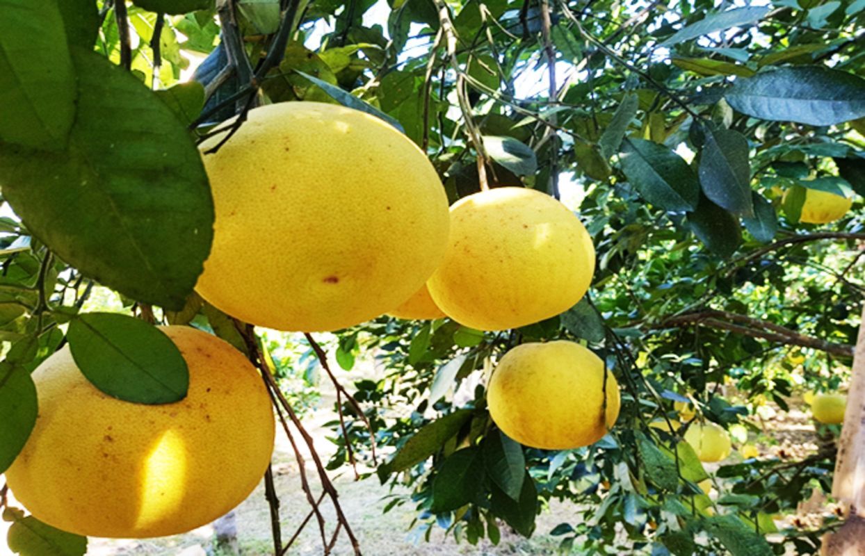Photograph the agricultural allure of Ha Tinh’s heritage