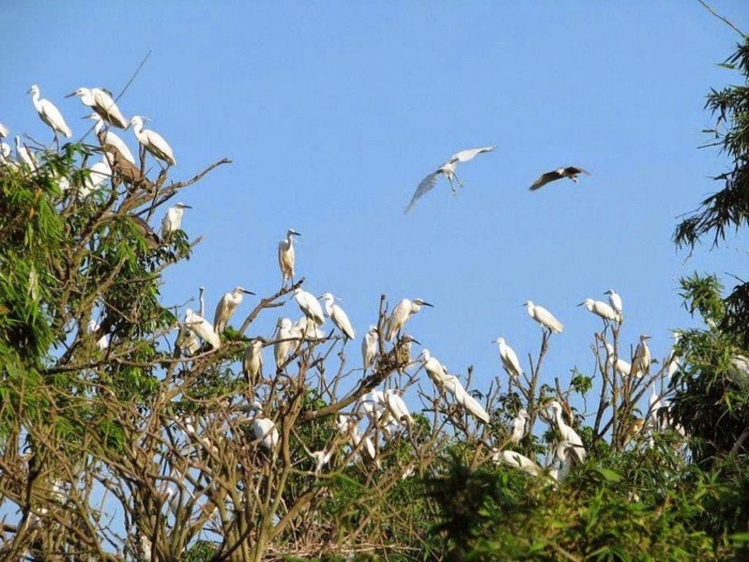 Capture the vibrant essence of Ca Mau’s eco-gem
