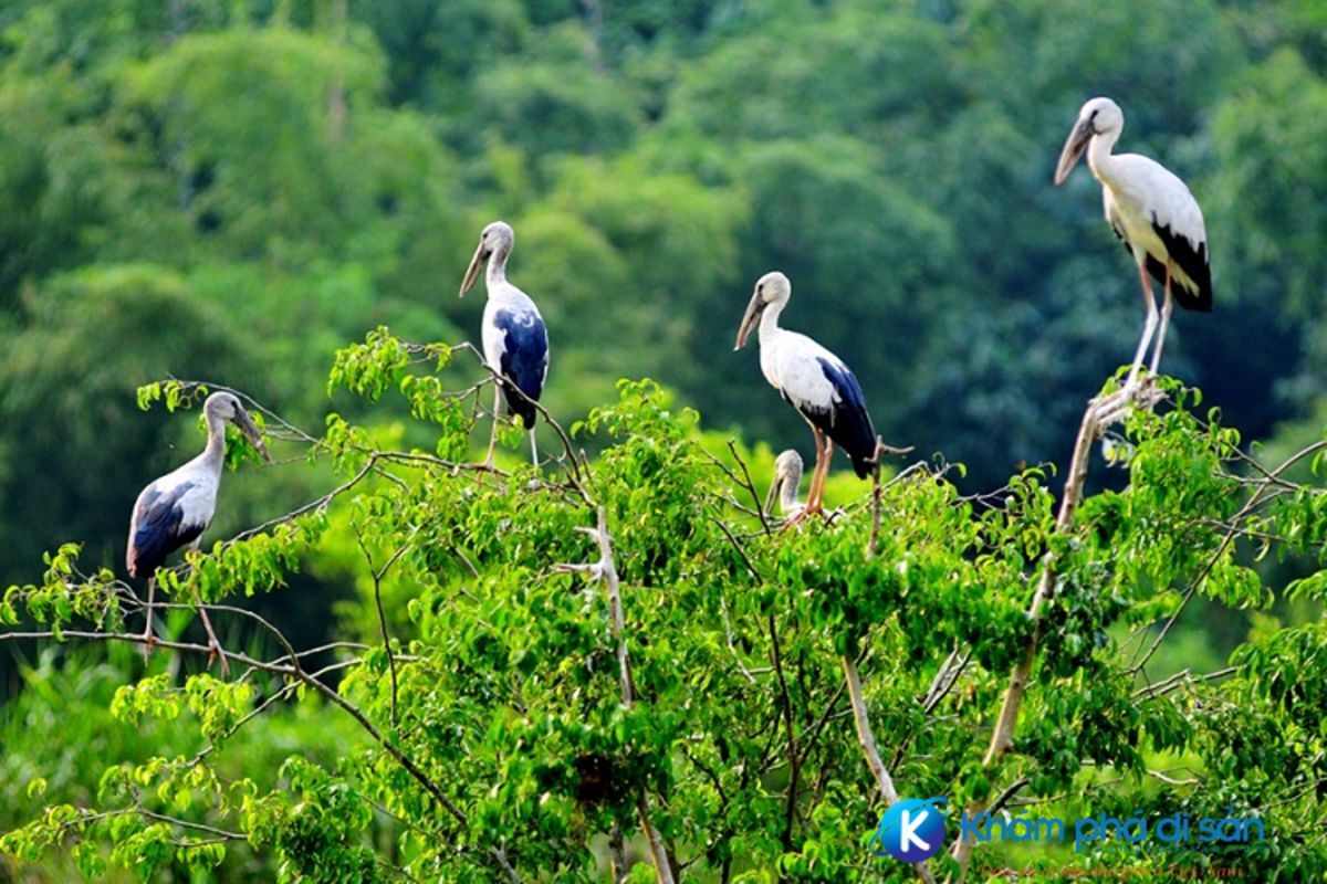 Tan Long stork garden
