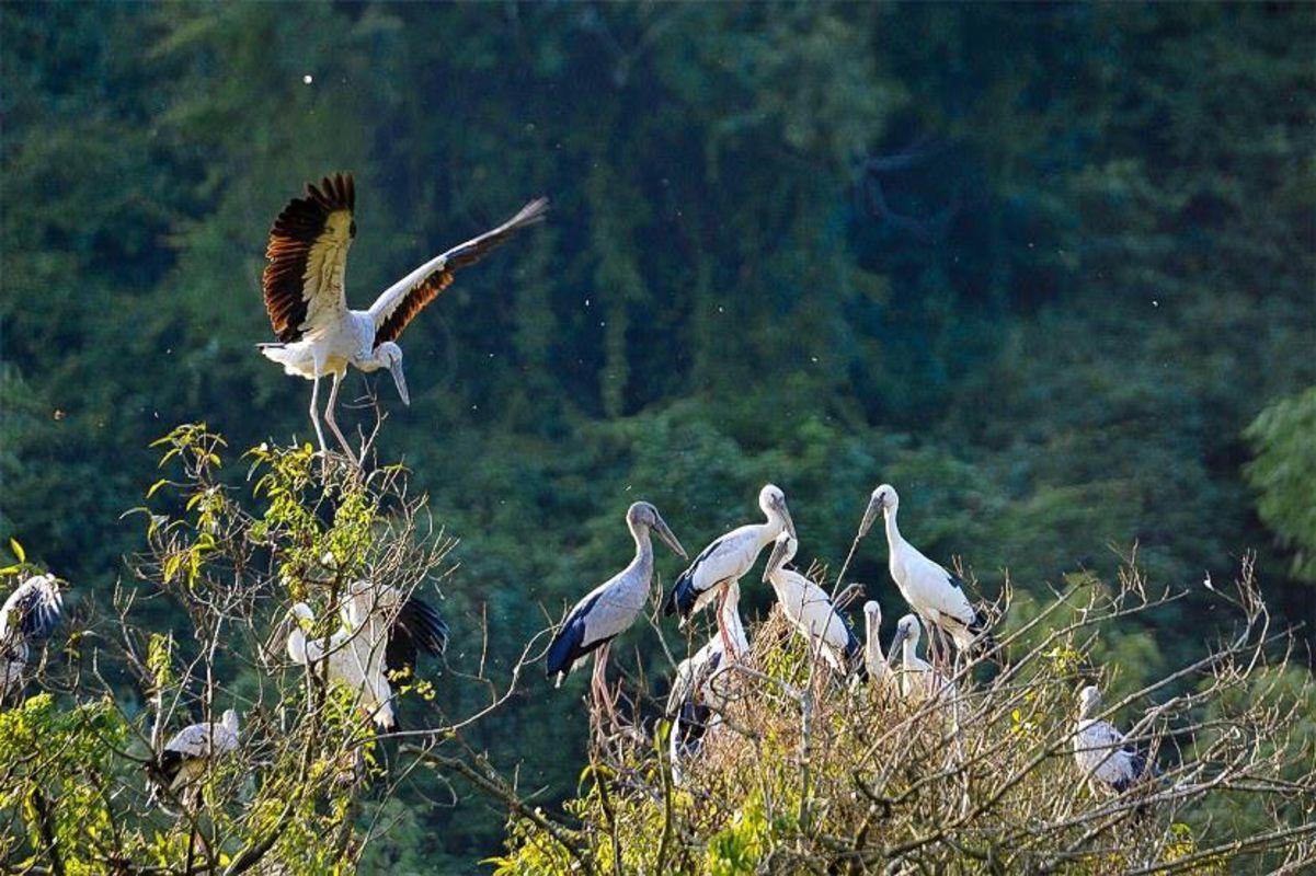 Thung Nham Bird Garden