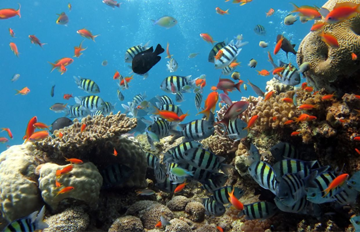 Capture the underwater beauty of Phu Quoc’s marine gem