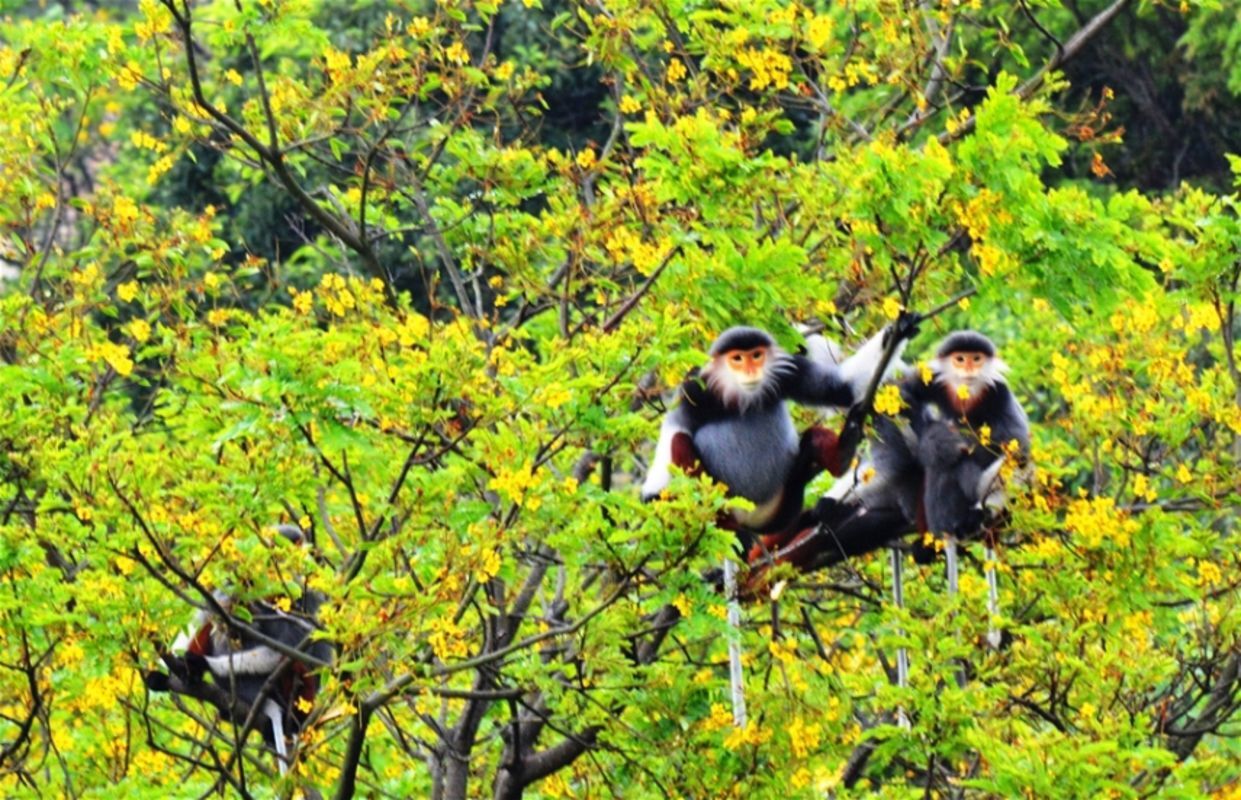 Capture the vibrant biodiversity of Da Nang’s eco-gem