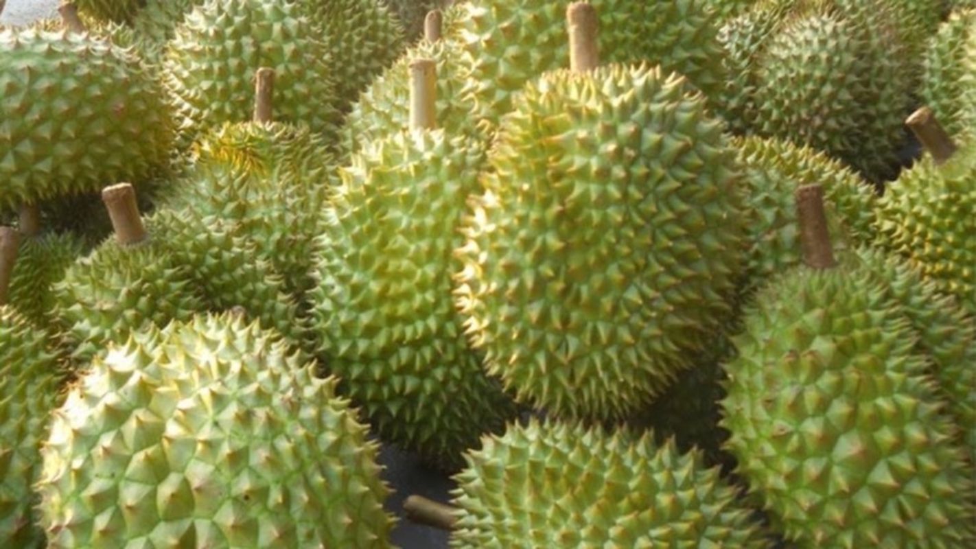 Experience Vinh Long Tours with sustainable adventures