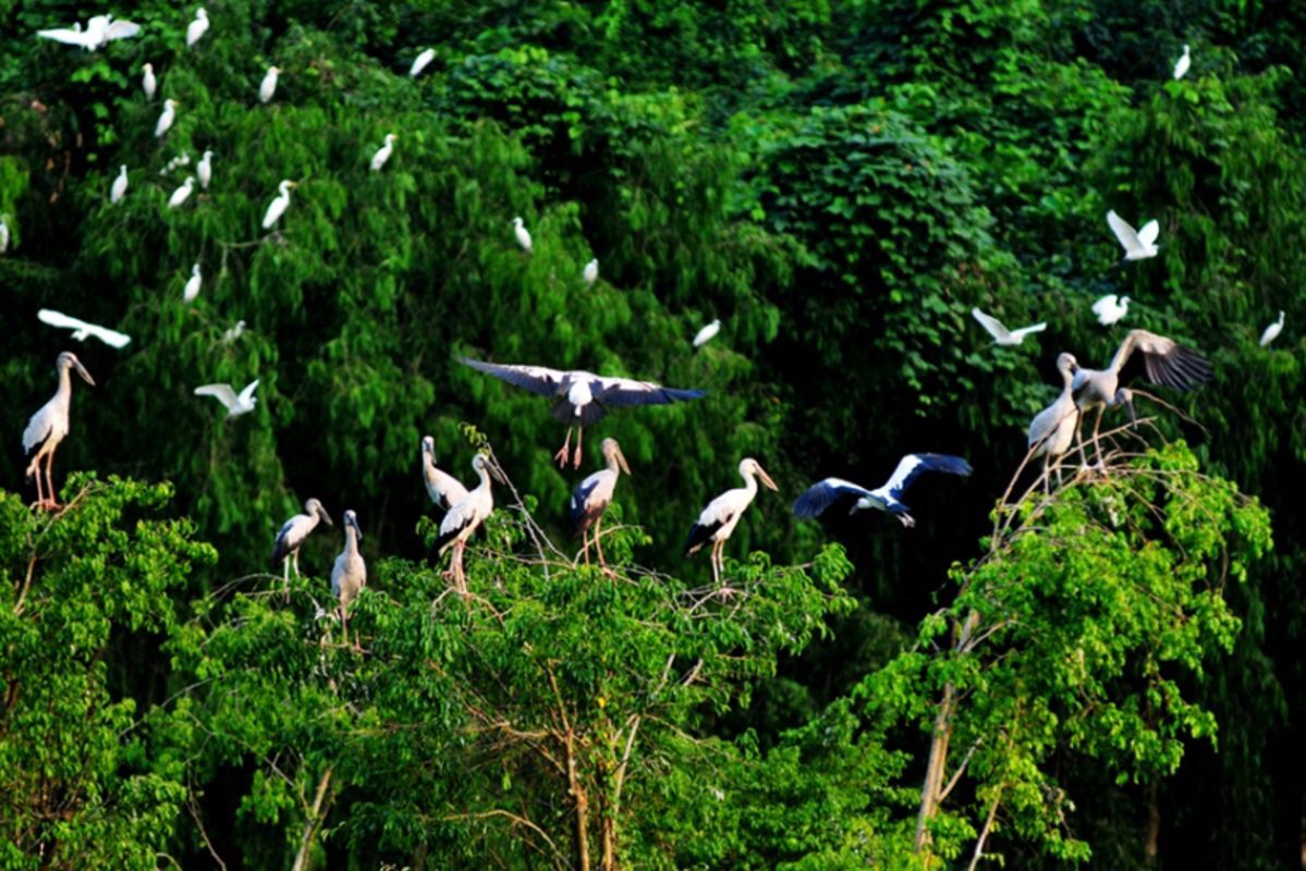 Learn Ninh Binh’s eco-heritage with expert insights