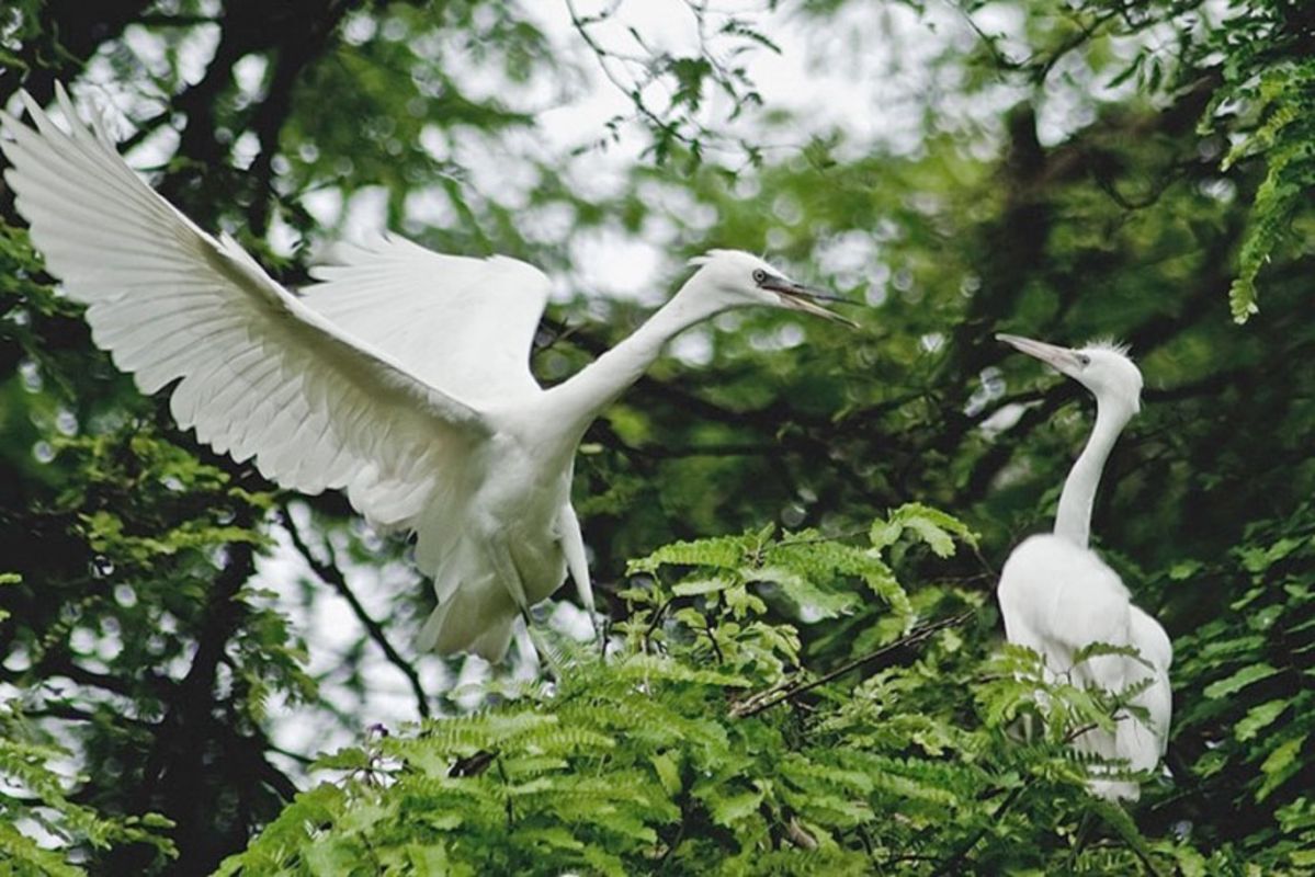 Ngoc Hien Bird Sanctuary