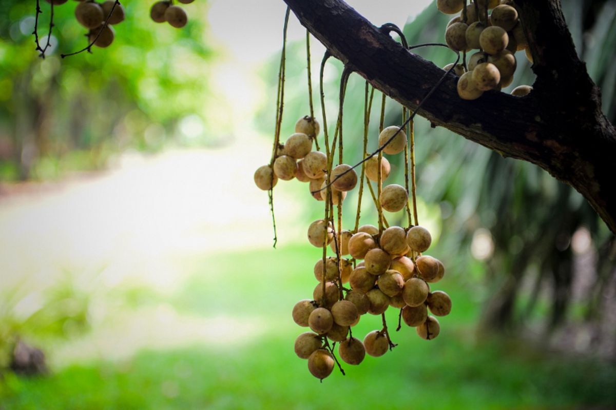 Dive into the cultural charm of Ben Tre Travel