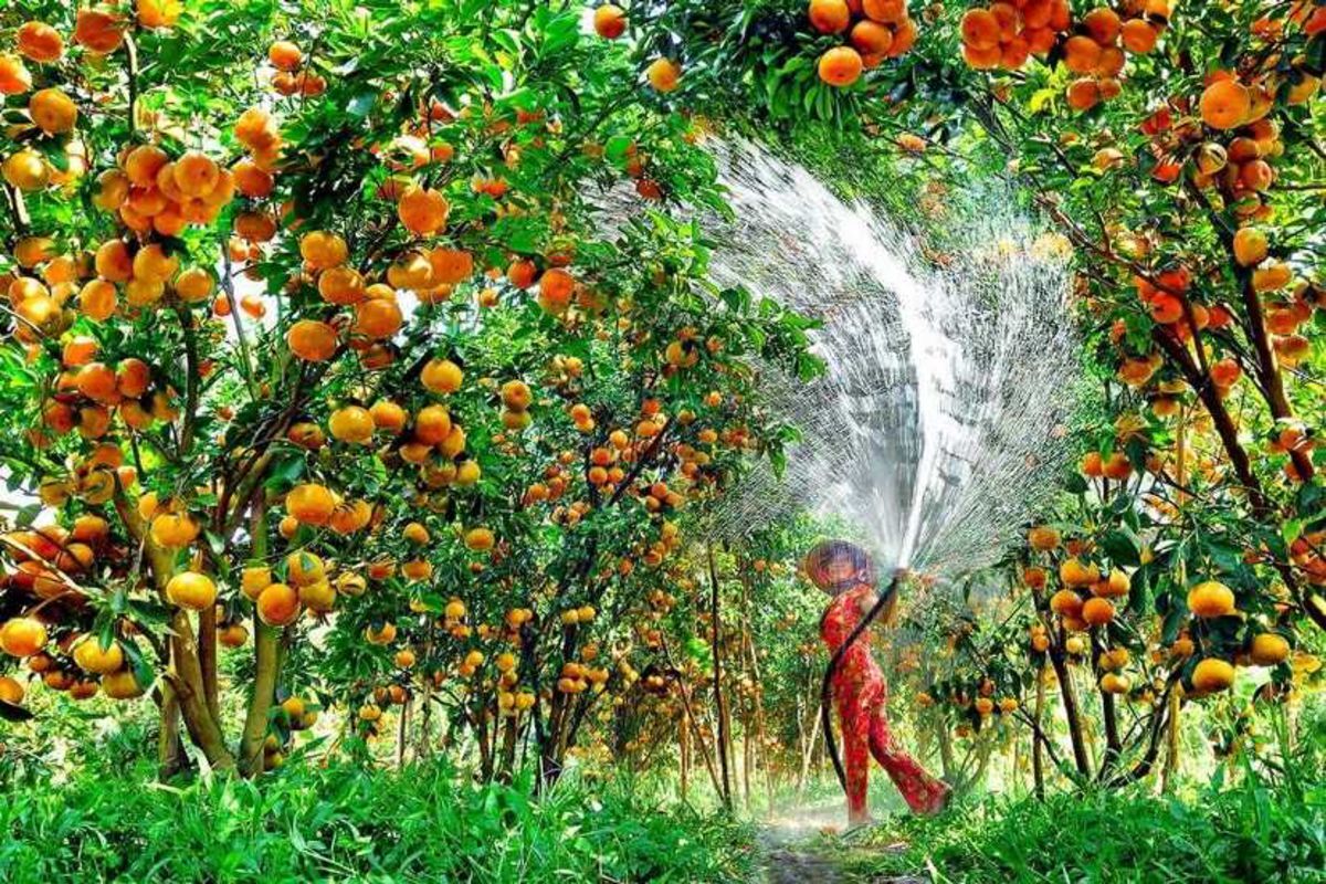 Visiting Dong Thap fruit garden