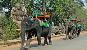 Elephants walking through Angkor Thom Temples, Siem Reap