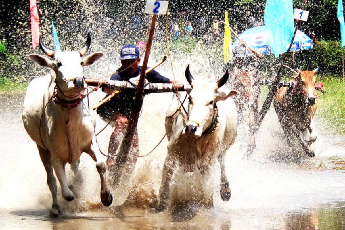 Ox Racing Festival