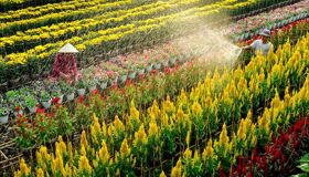 Dive into the vibrant charm of Tan Quy Dong Travel