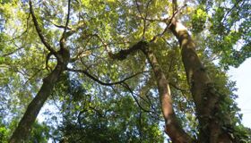 Ba Vi National Park First-Time Visitor Guide