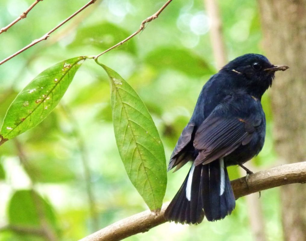 Capture the biodiversity of Ca Mau’s eco-haven