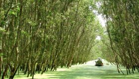 Experience Hau Giang Tours with sustainable adventures