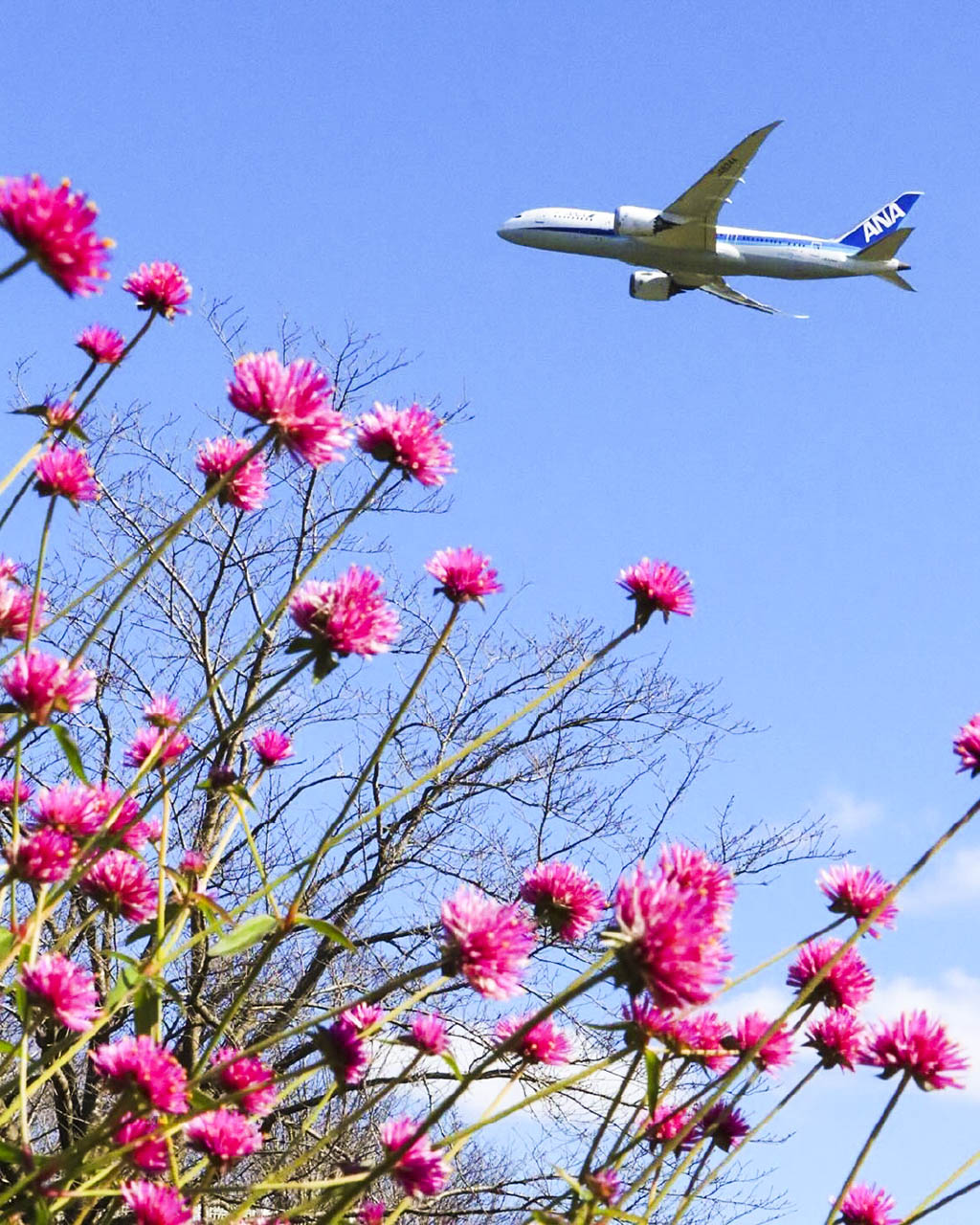 Airline-ANA Airlines flying from Moscow to Luang Prabang