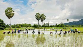 An Giang Vietnam Palm Tree
