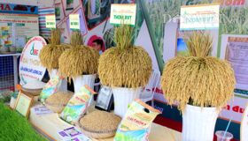 Dive into the cultural charm of Long An Travel