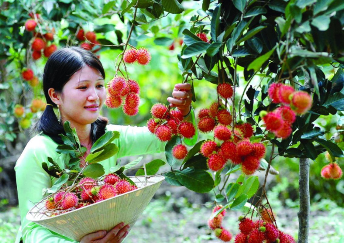Capture the tropical essence of Ben Tre’s fruit gardens