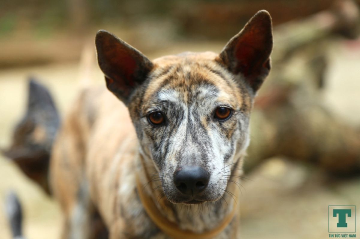Photograph the athletic allure of Phu Quoc’s heritage