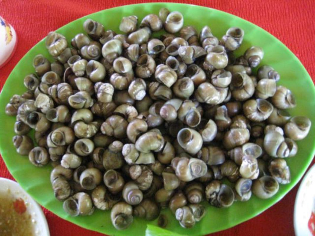 Tan Phong Rice Snails "Ốc gạo Tân Phong"