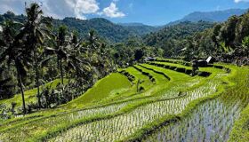 Bali Terraced Rice Fields