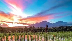 Bali Terraced Rice Fields