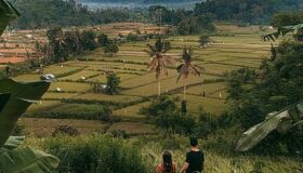 Bali Terraced Rice Fields