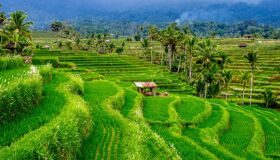 Bali Terraced Rice Fields