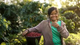 Bolaven Plateau Coffee