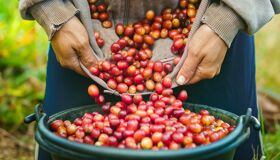 Bolaven Plateau Coffee Harvest