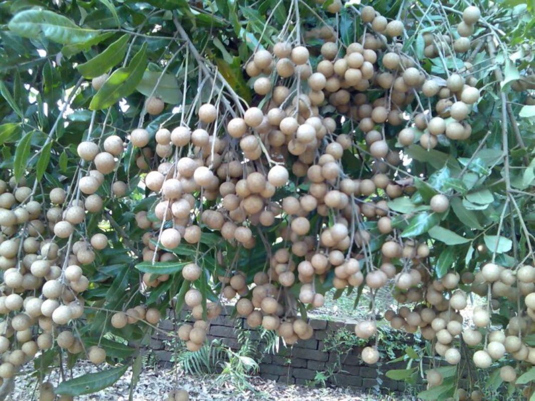 Dive into the flavorful charm of Ca Mau Travel