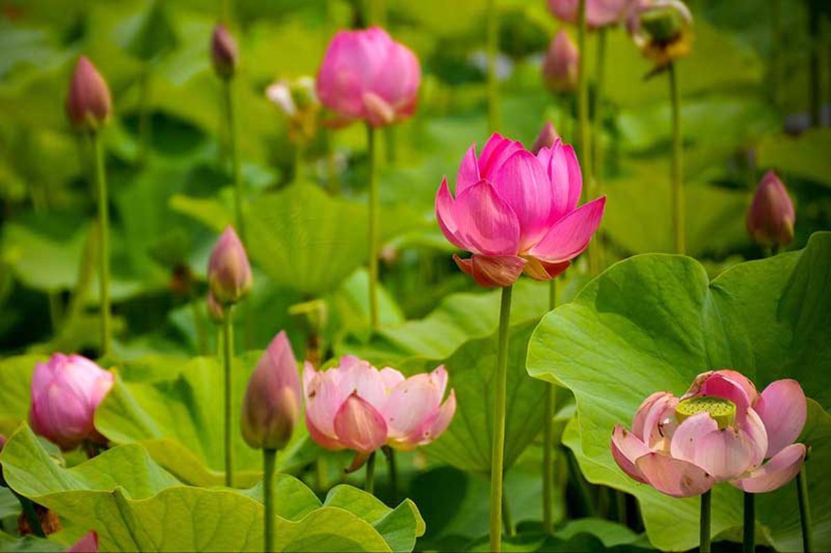 Capture the serene beauty of Dong Thap’s eco-tourism gem