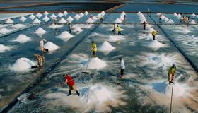 Dive into the natural charm of Ca Mau Travel