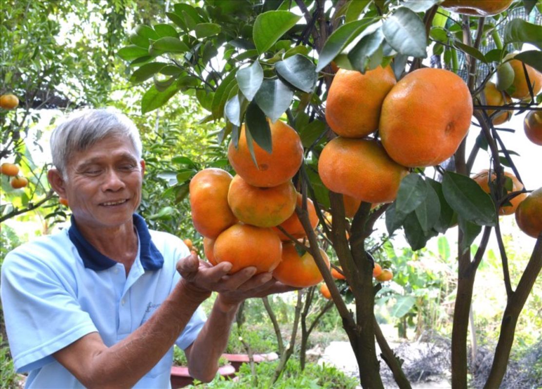 Lai Vung Tangerine Paradise - Capture the sustainable charm of Dong Thap’s ecotourism
