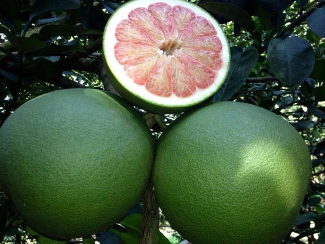 Coco Grapefruit