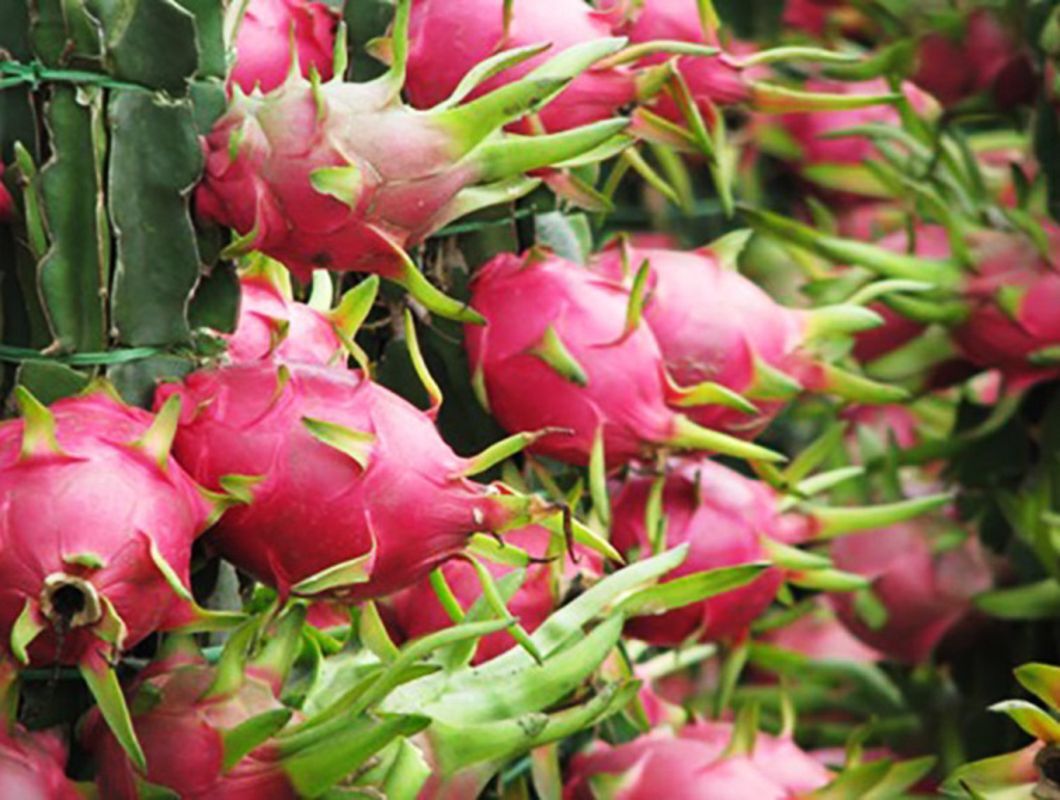 Cho Gao Dragon fruit