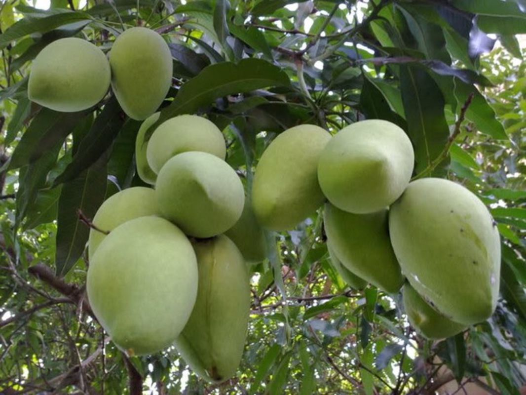 Start your My Tho Travel with fruitful vistas