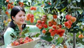 Dive into the authentic taste of Cai Be Travel