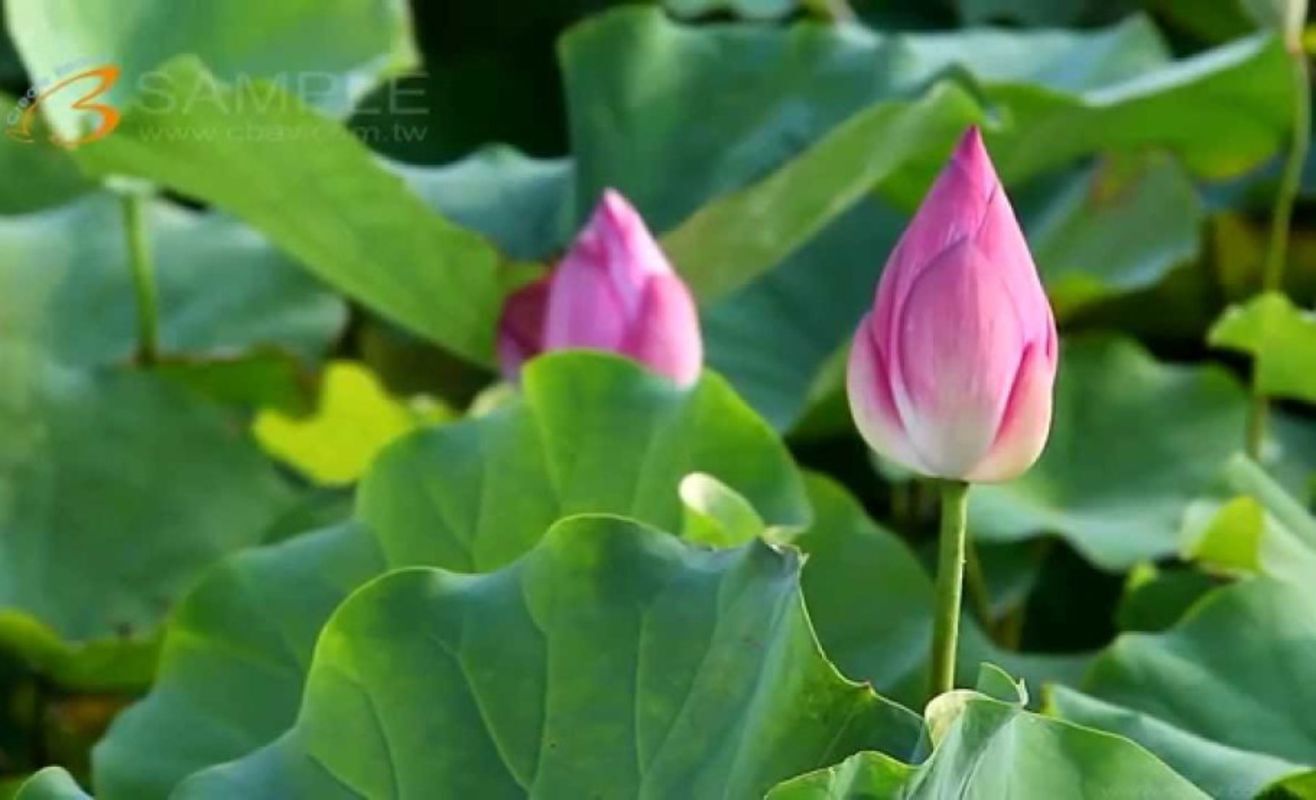 Capture the natural splendor of Dong Thap’s eco-gem