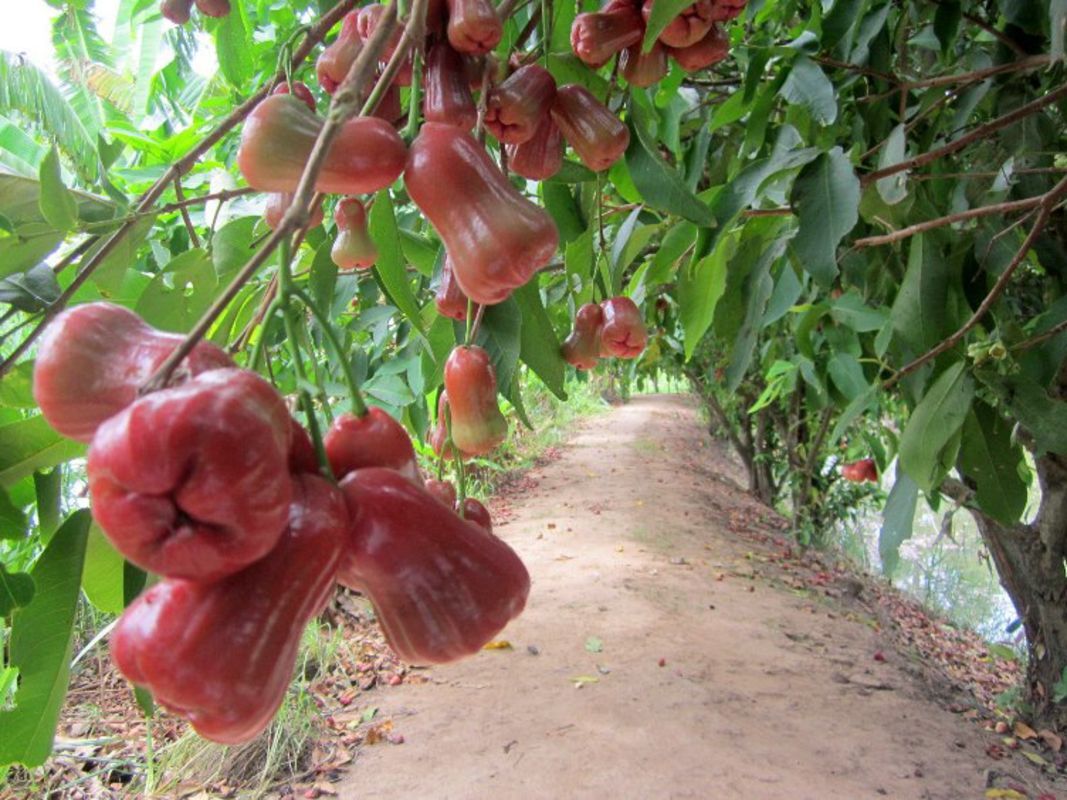 Embrace the vibrant spirit of Vinh Long Travel adventures