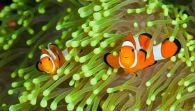 Clownfish Koh Rong Cambodia