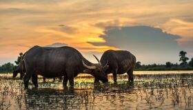Countryside Buffalos Laos