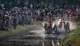 Cow Racing in An Giang Vietnam