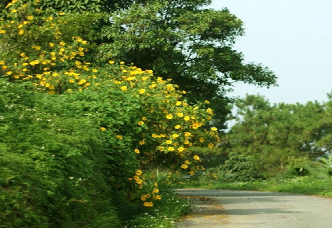 Dive into the vibrant foliage of Hanoi Travel