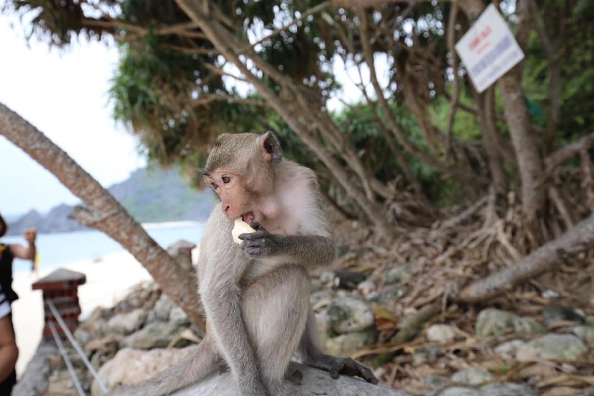 Dive into the adventurous vibe of Cat Ba Travel