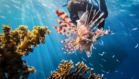 Diving in Koh Tao Thailand