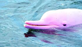 Dolphin Pink Koh Samui