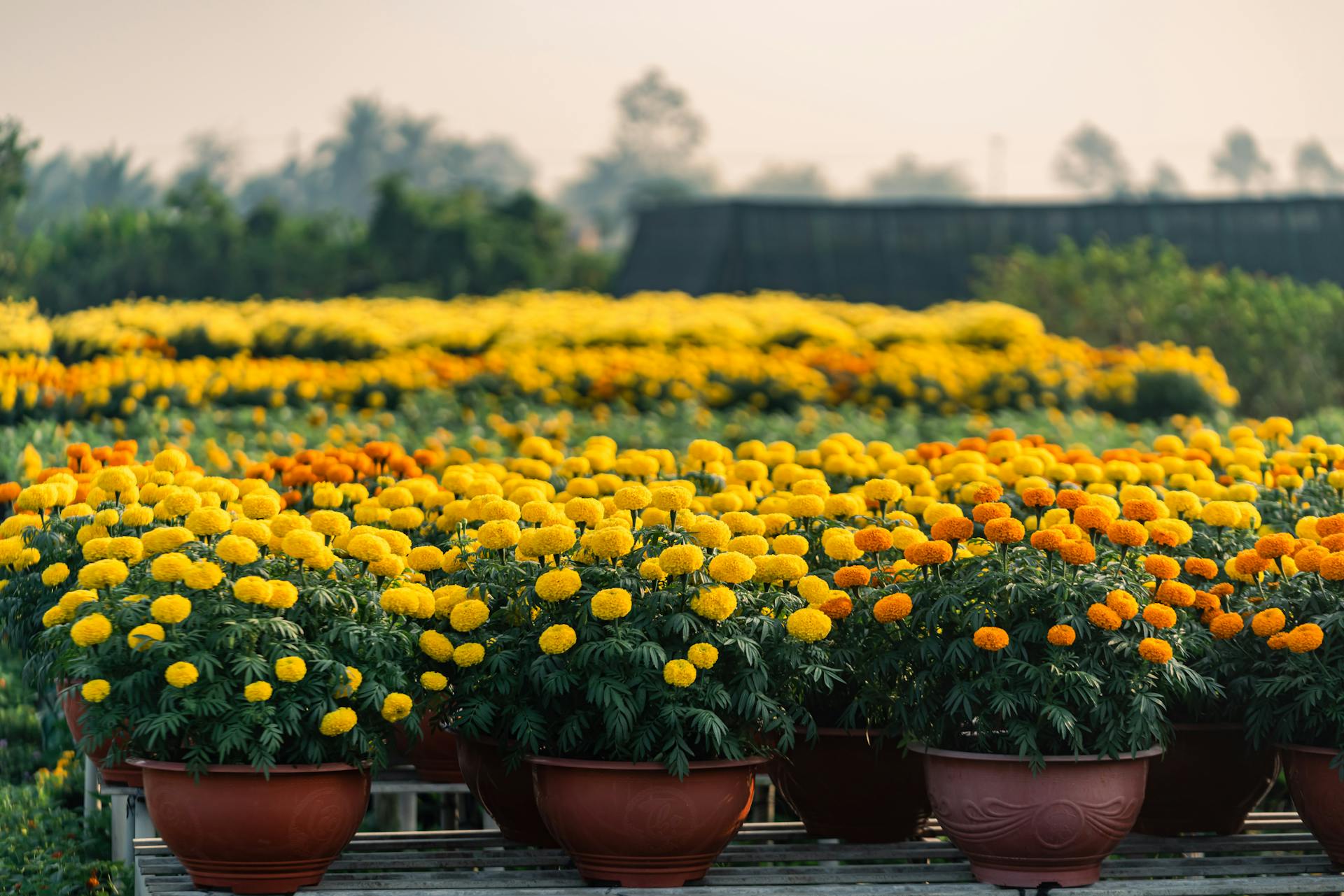 Seize the cultural essence of rural Vietnam